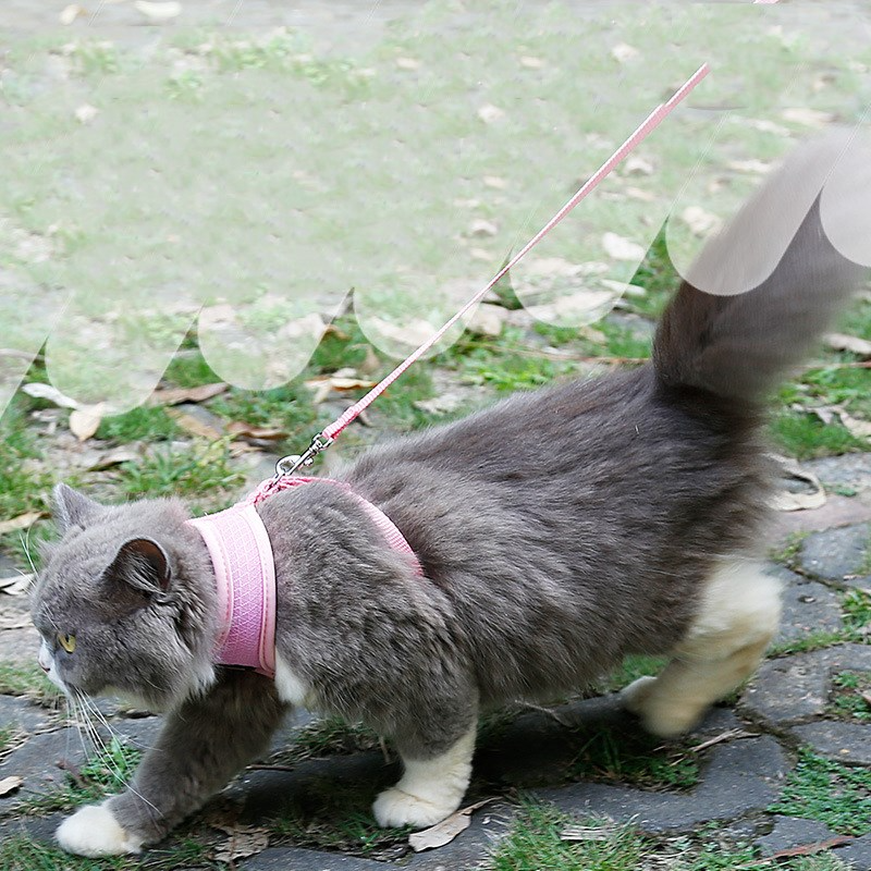 Secure Cat Harness