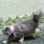 Secure Cat Harness
