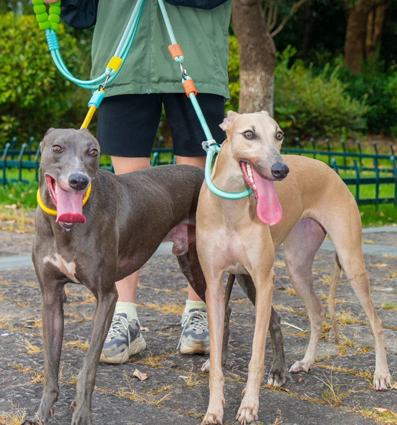 Double-End Leash for Two Dogs with Foam Handle
