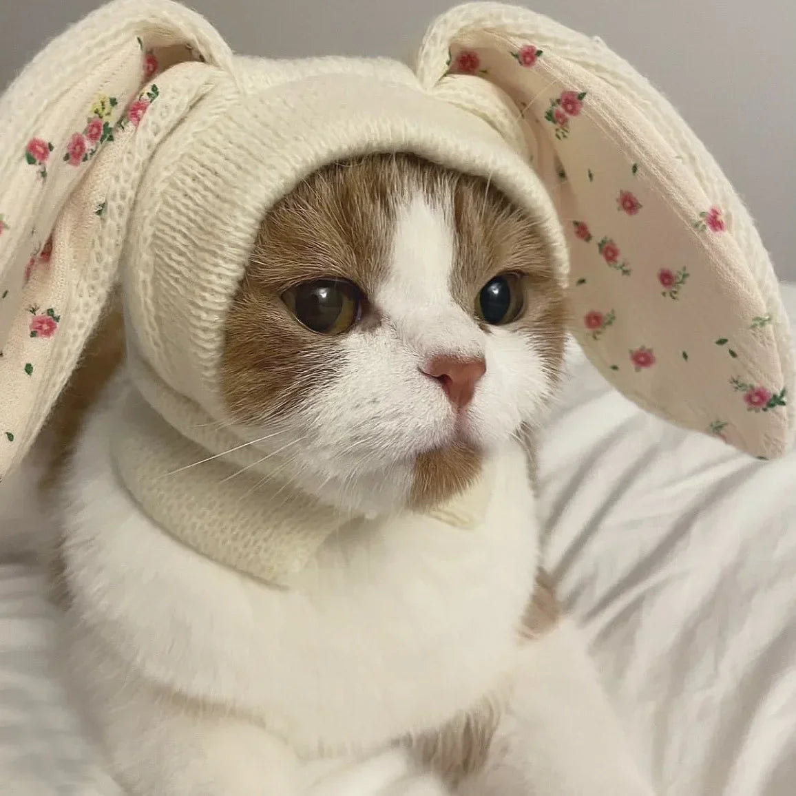 Cute Rabbit Ears Knitted Pet Hat for Autumn & Winter