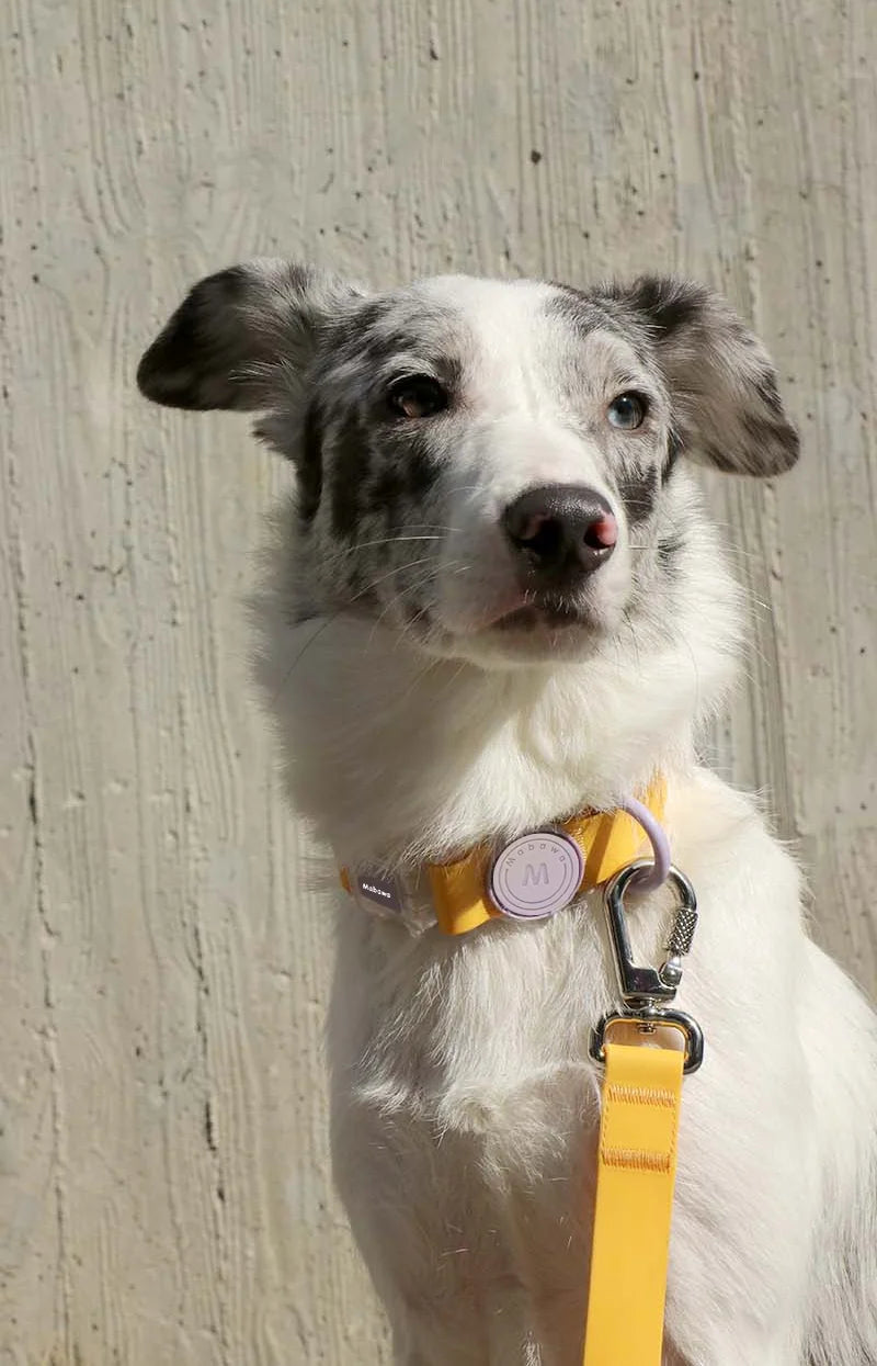 Candy-Colored Waterproof PVC Dog Collar