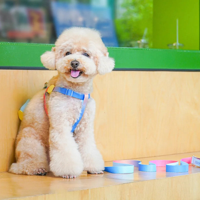Y-Shaped Non-Choking Ombré Dog Harness & Leash Set