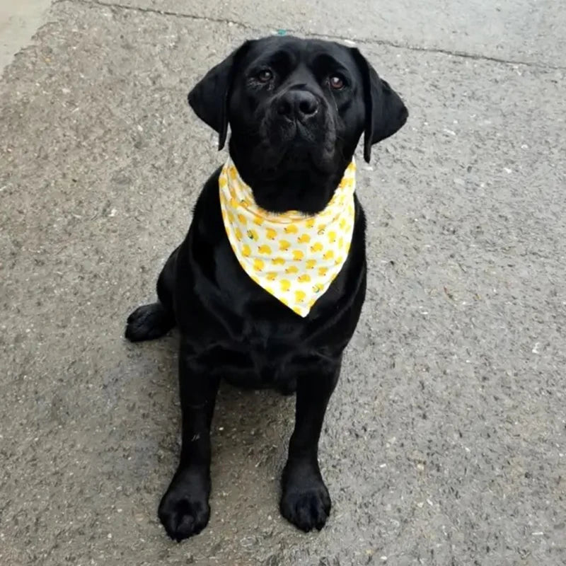 Cotton Triangle Bandana for Dogs & Cats