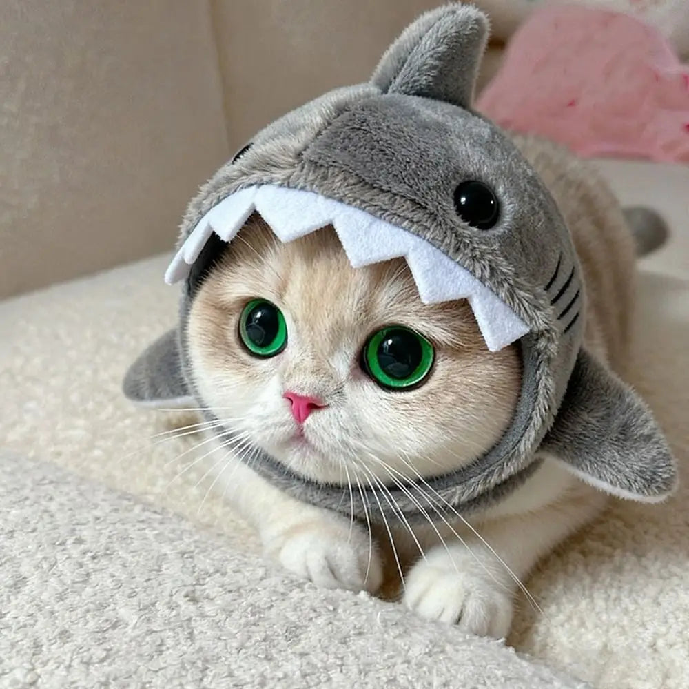 Cat shark hat close up