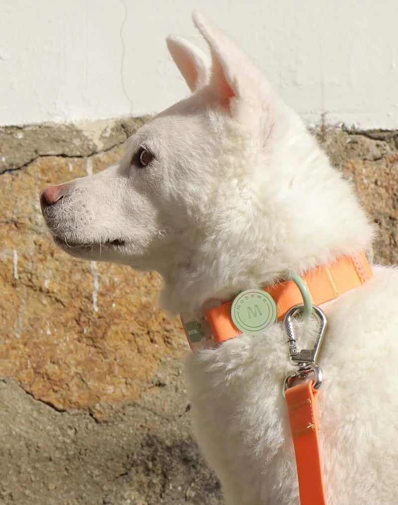 Candy-Colored Waterproof PVC Dog Collar