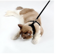 Secure Cat Harness